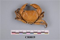 藏品(拆岩蟹)的圖片